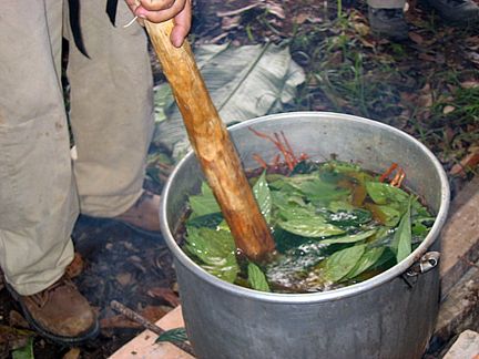 Ayahuasca Journal: Personal Experiences with the Plant Teacher